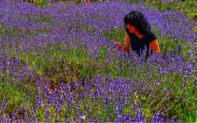 Festa della Lavanda a Parma e pic nic…alla lavanda!