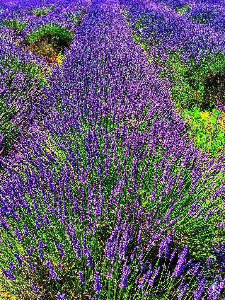 lavanda-a-Parma