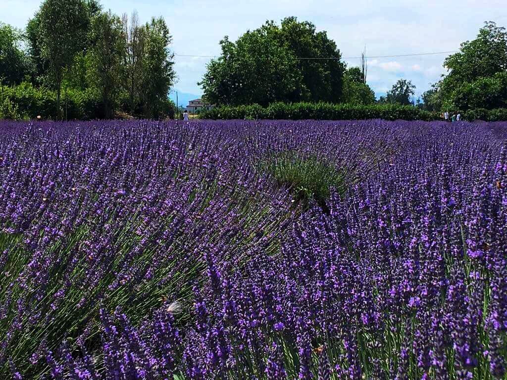 lavanda-a-Parma