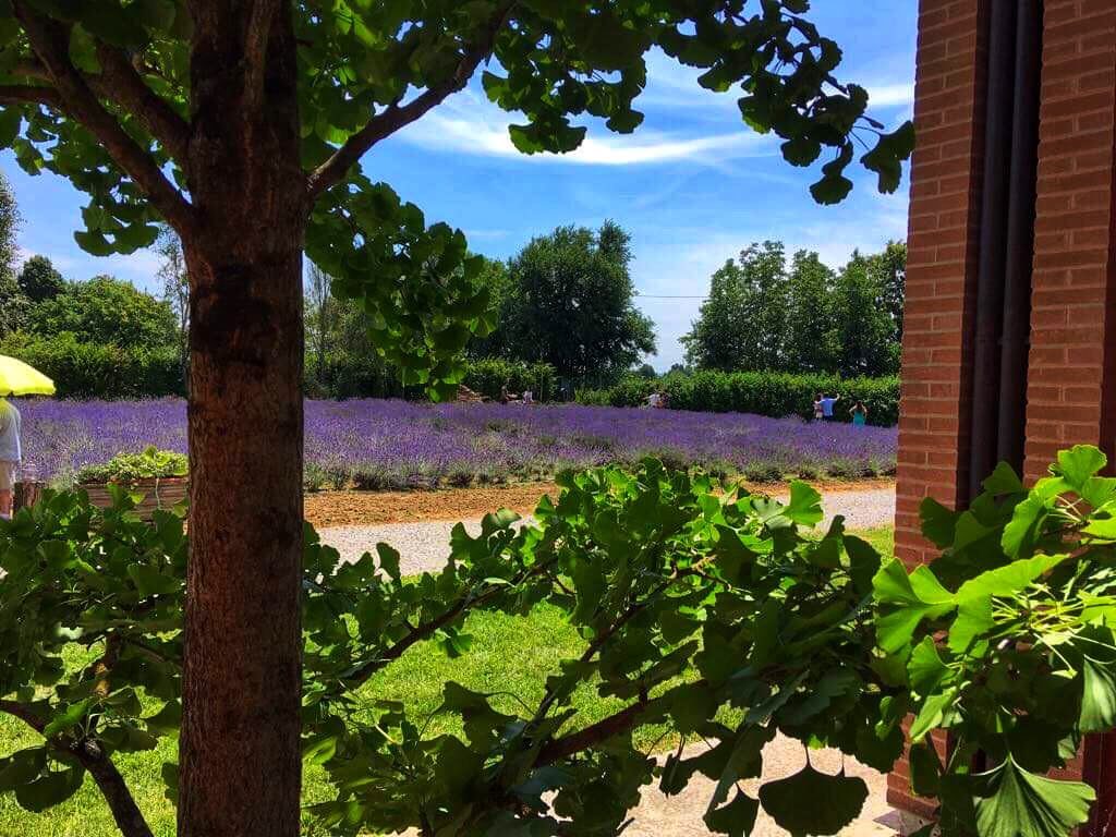 lavanda-a-Parma