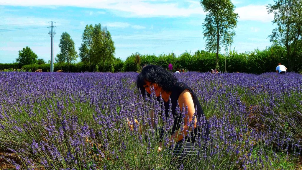 lavanda-a-Parma