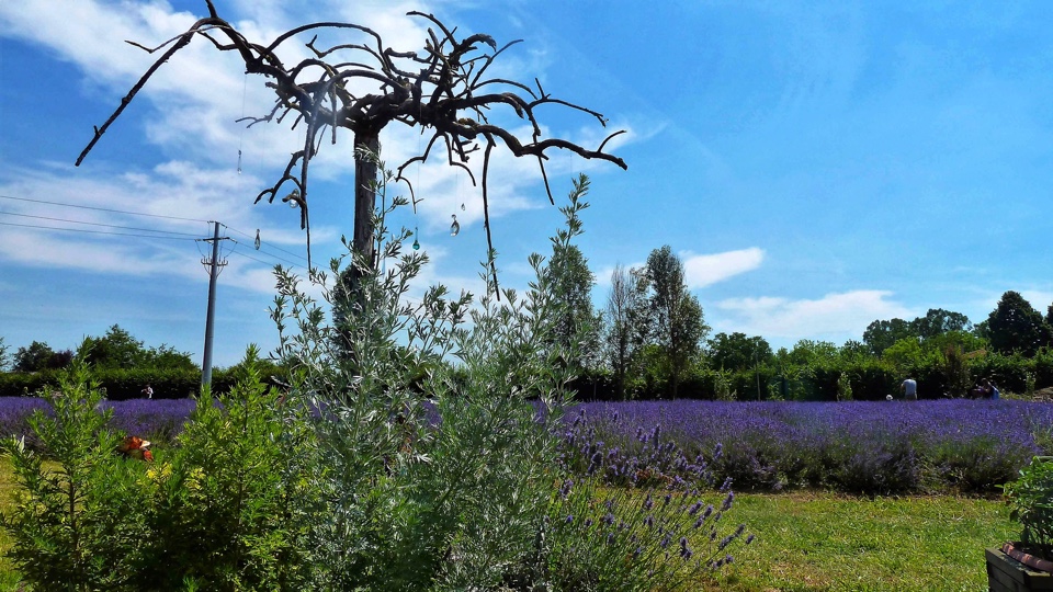 lavanda-a-Parma