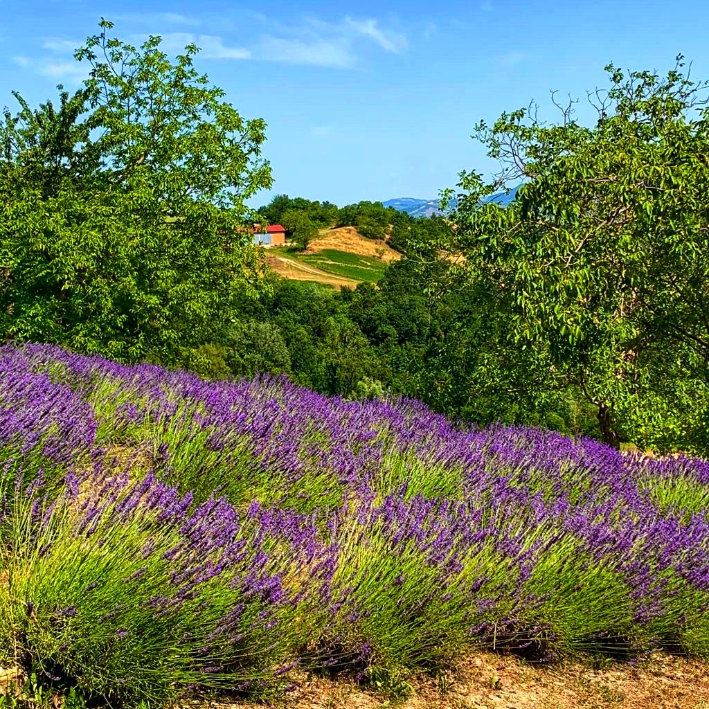 lavanda-reggio-emilia