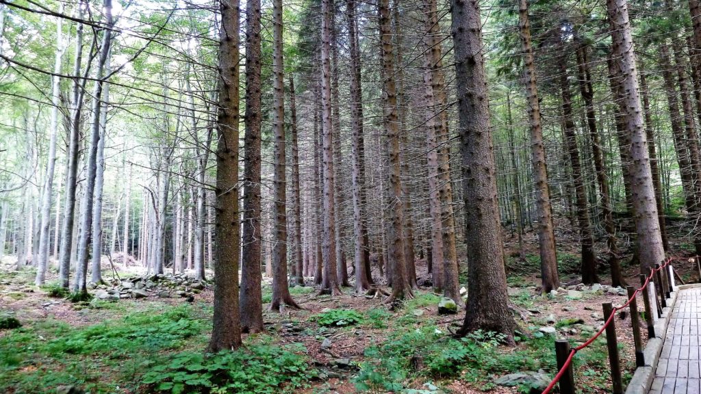 bosco-di-Lagdei