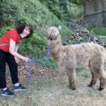 passeggiata-alpaca-reggio-emilia