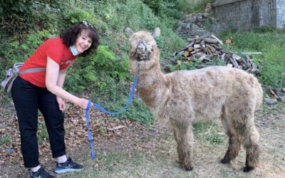 Un giro con gli alpaca a Reggio Emilia