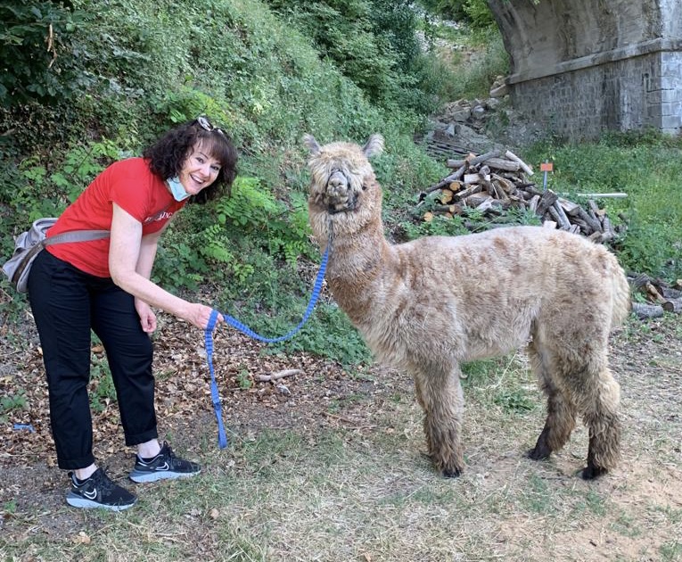 Un giro con gli alpaca a Reggio Emilia