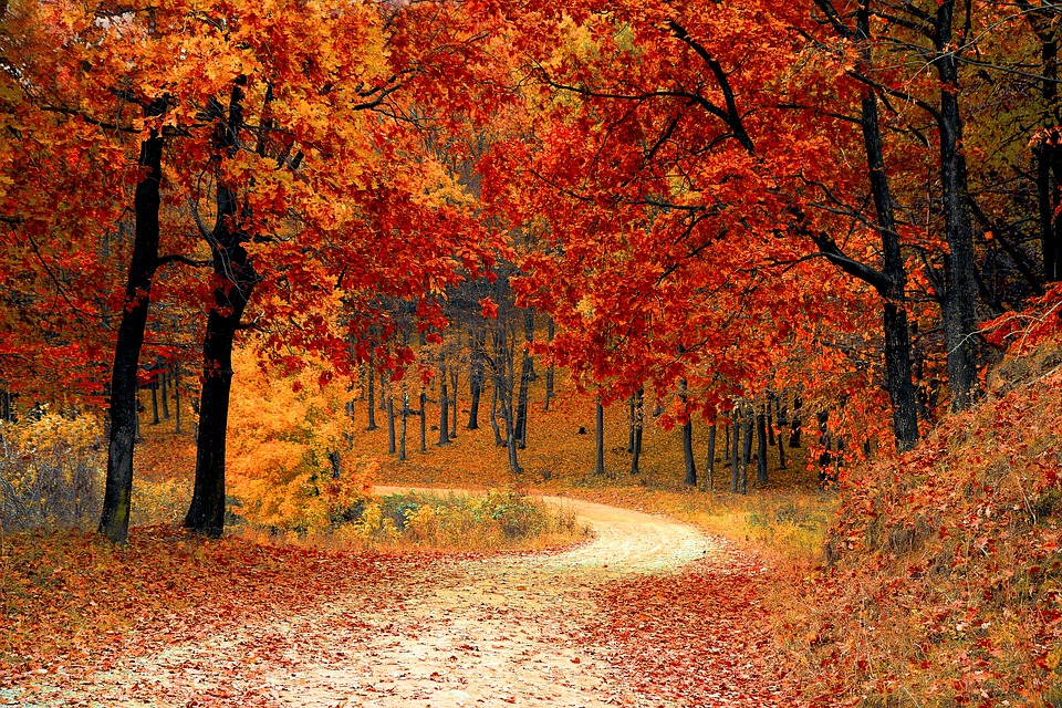 autunno-fogliage-al-parco