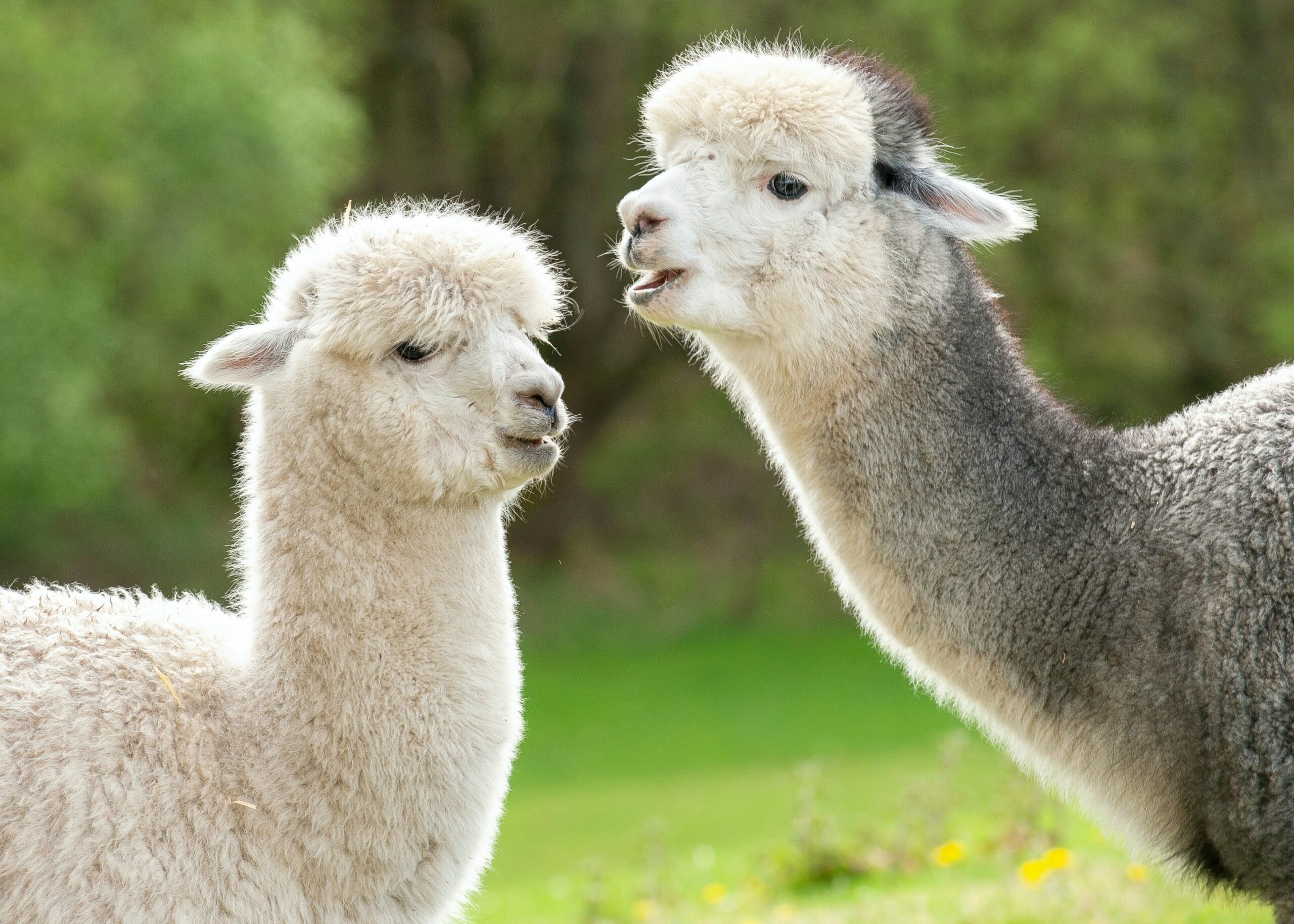 passeggiata-alpaca-reggio-emilia