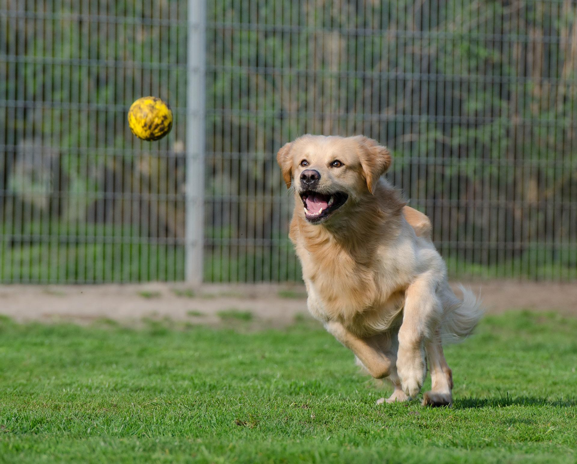 asilo-cani-reggio-emilia