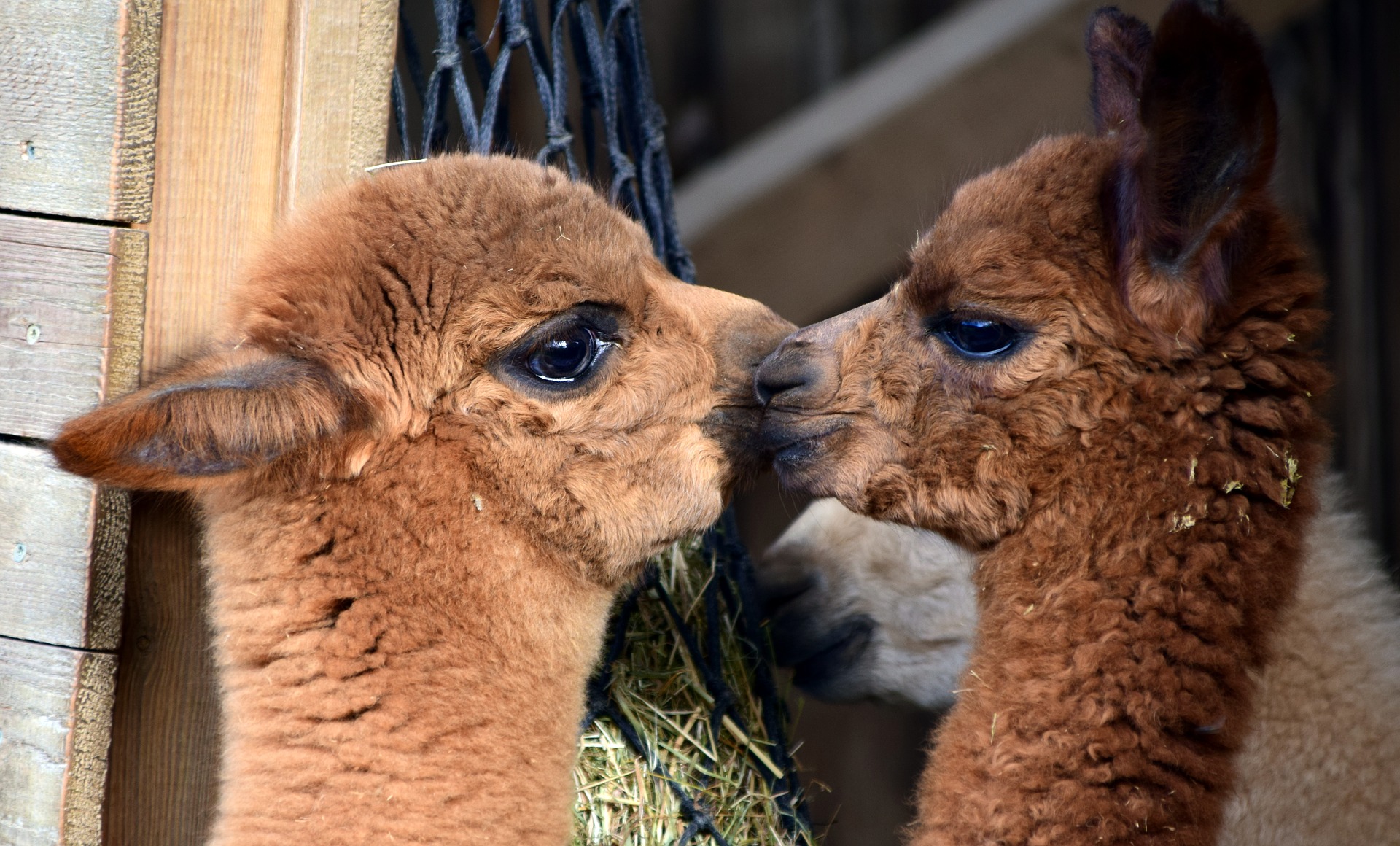 giro-alpaca-reggio-emilia